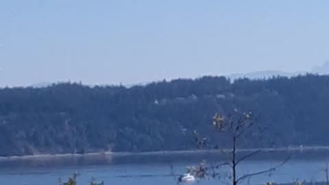 Orca network boat in the Puget sound waters,washington state,part 1