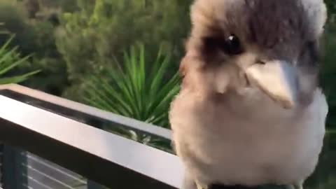 Adorable Baby Kookaburra Demonstrates its Signature Laugh ||