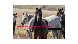 Crowdfunding for a Count of Brumbies in the Australian Alpine Park