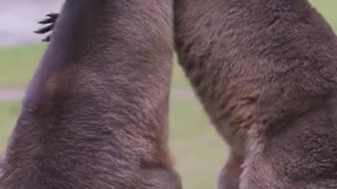 Animals Battle Kangaroo cutes