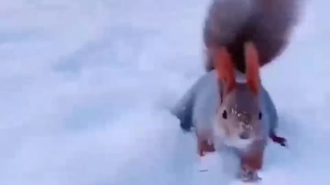 The beautiful squirrel is having a good time foraging in the snow