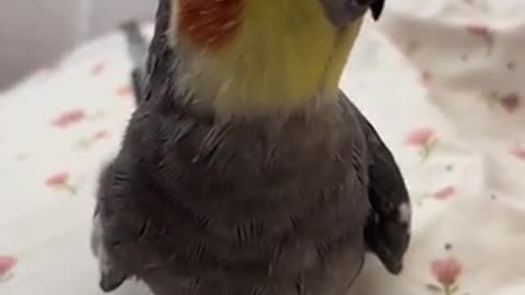 Beautiful tia bird 🐦 trending video