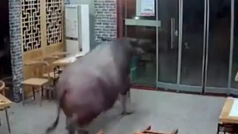 A BULL IN A CHINA SHOP....... FOR REAL!!