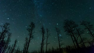 starry sky, trees, stars, sleeping music