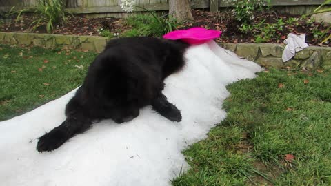 Nothing is too cold for this giant Newfoundland dog!