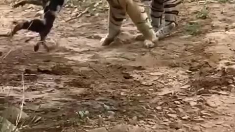 Tiger and dog