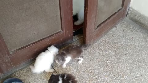 Mother Cat Walking With Her Kittens And Hitting Them To Go Inside | White Cat Protecting Her Kittens