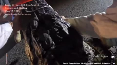 The Swamp Strikes Back! 11-Foot Gator Puts Up Ferocious Fight as Trappers Wrangle It