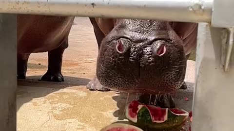 Hippo smashes watermelons