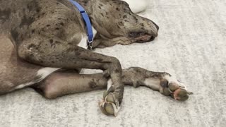 Rescue Kitten Plays with Great Dane