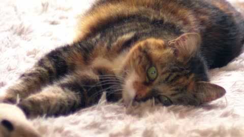 Sox elderly calico cat enjoying a quiet life on her rug.