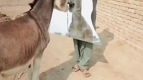 How a Donkey Reacts to Its Own Reflection Hilarious Mirror Moment
