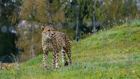 A ferocious tiger in the forest