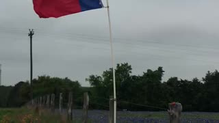 Morgan Wallen. Wasted on you. Texas blue bonnets