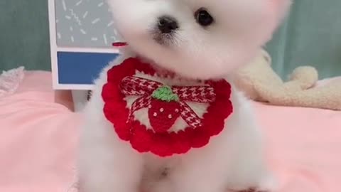 Cute Dog