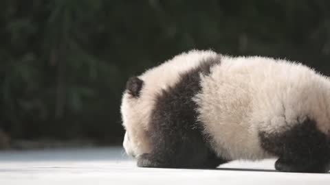Little panda learning to walk