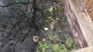 November 13, 2022 - Geese (Harpers Ferry, West Virginia)