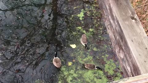 November 13, 2022 - Geese (Harpers Ferry, West Virginia)