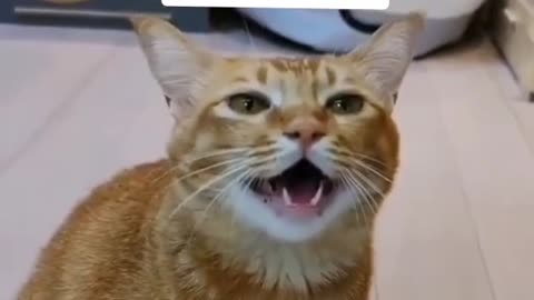 Cat singing 🤣🤣🤣The best cat in the World 😍😍😍