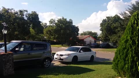 Swarming butterfly migration in San Antonio