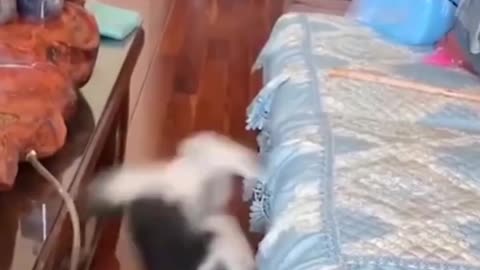 The funniest animals Funny videos about cats, dogs and other animals