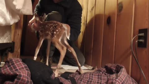 Learning to drink from a bottle. Baby deer rescue and release