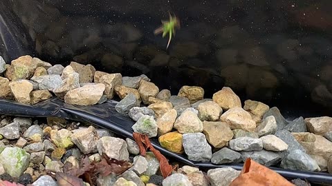 Locust Jumps Slow-Motion