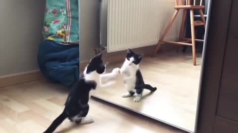 Funny cat and mirror! | Funny video