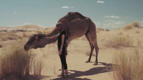 Dromedaries