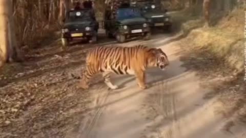 How big is this bengal tiger