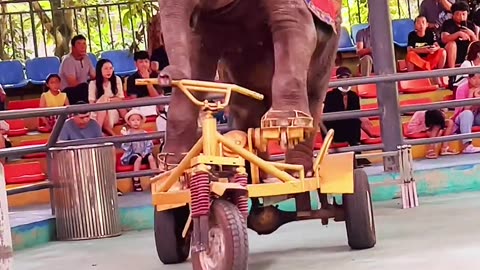 Elephant Riding a Bicycle: A Rare and Amazing Sight!