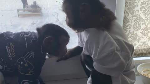 Знакомство двух обезьянок