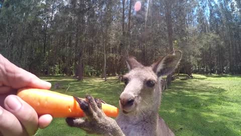 Kangaroo by theSIKLS - Australia, Morisset park