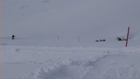 Sled Dog Crash