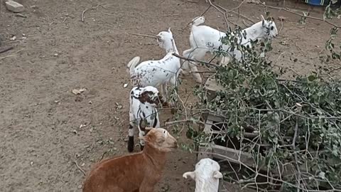 Funny Baby Goat Cute Funny Teddy Goat Kids