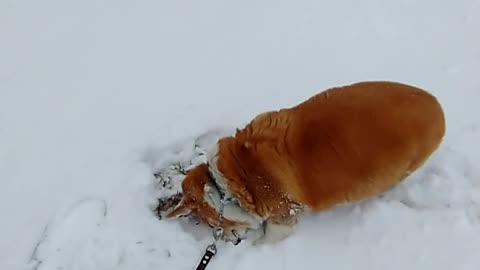 Corgi snow angels