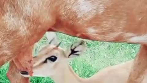 deer with goat