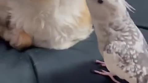 Bird loves singing, but dog funny reaction