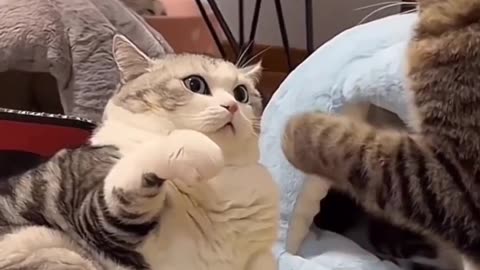 2 cat fighting video