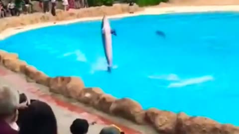 #dolfin #fish #shorts#funny #dolfin show