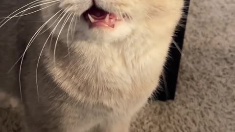 my cat meows at me