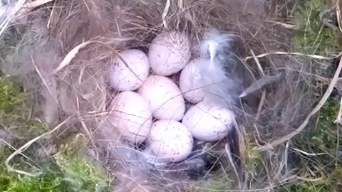 #nest #birds complete story from building the nest to hatch eggs and fledging