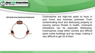 Best Cockroaches Control Service in Indore –Ideal ASR