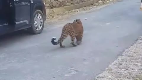 Leopard in Public - Dangerous Wild Animal - Himachal - India