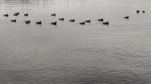 Bird Flight