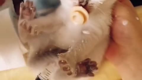 Baby cat drink milk