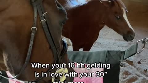 When your 16 hh gelding is in love with your 30"mini mare...