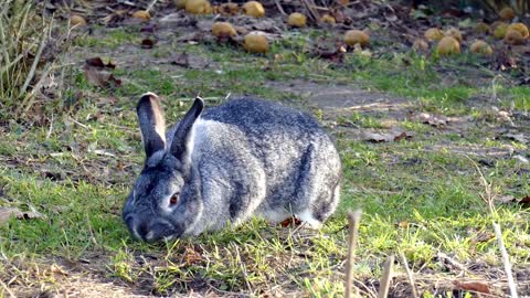 Rabbits on the Grass