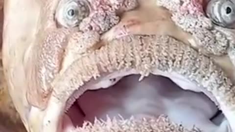 Fish with an oddly human expression #shorts #viral #shortsvideo #video