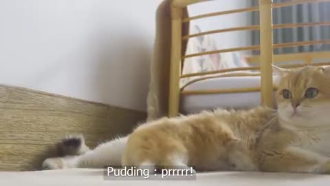 Tiny Kitten Pudding is crying to find mother